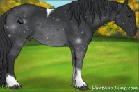 Horse Color:Black Tobiano 
