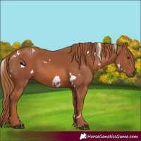 Horse Color:White Spotted Chestnut 
