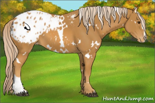 Horse Color:White Spotted Palomino Sabino Appaloosa