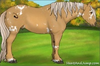 Horse Color:White Spotted Palomino Sabino 
