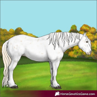 Horse Color:Palomino Sabino