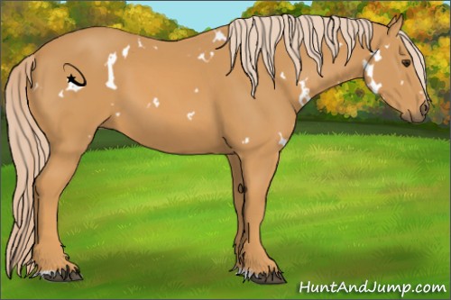 Horse Color:White Spotted Palomino Sabino 