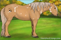 Horse Color:White Spotted Palomino Sabino 