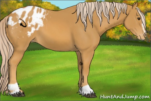 Horse Color:Palomino Sabino Appaloosa 