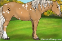 Horse Color:White Spotted Palomino Sabino