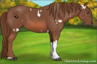 Horse Color:White Spotted Chestnut Tobiano 