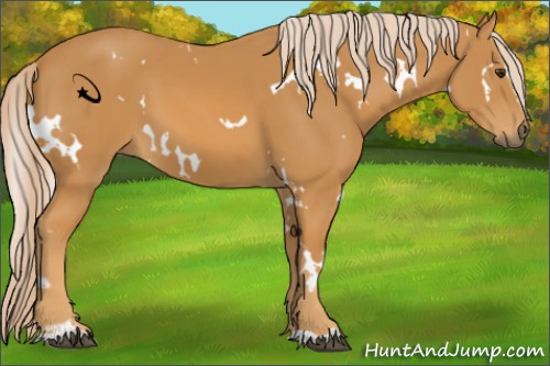 Horse Color:White Spotted Palomino Sabino