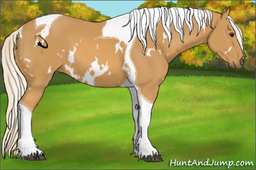 Horse Color:White Spotted Palomino Tobiano 