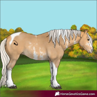 Horse Color:Silver Buckskin Sabino Tobiano