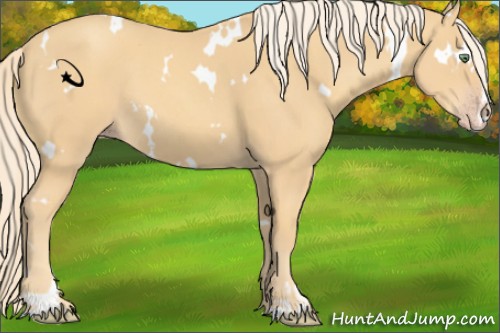 Horse Color:White Spotted Gold Cream Champagne Sabino 