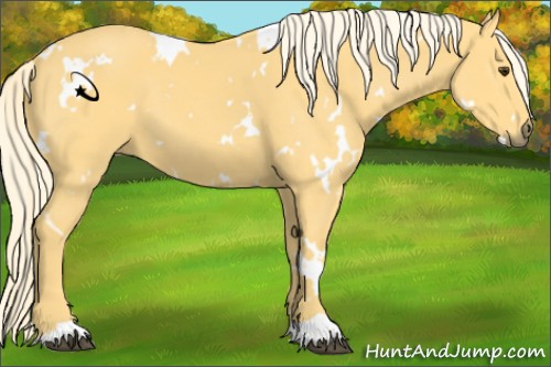 Horse Color:White Spotted Palomino 