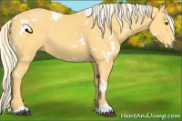 Horse Color:White Spotted Palomino