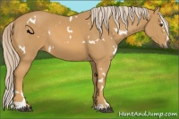 Horse Color:White Spotted Palomino Sabino 