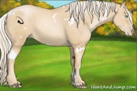 Horse Color:White Spotted Palomino Pearl Sabino 