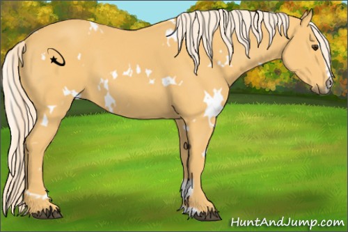 Horse Color:White Spotted Palomino Sabino 