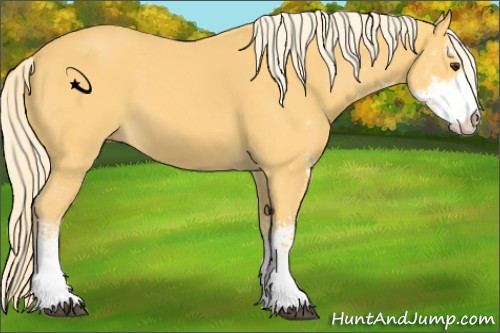 Horse Color:Palomino Sabino 