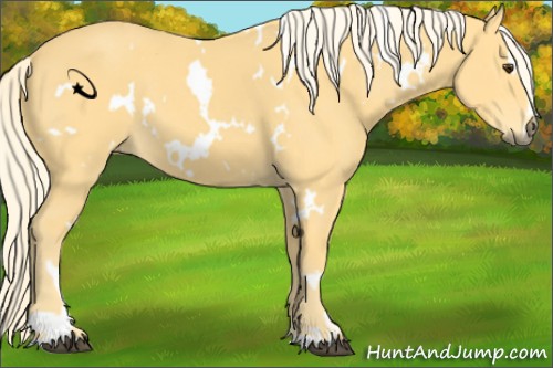 Horse Color:White Spotted Palomino Sabino 