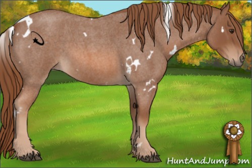 Horse Color:White Spotted Red Roan 