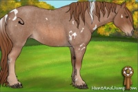 Horse Color:White Spotted Red Roan