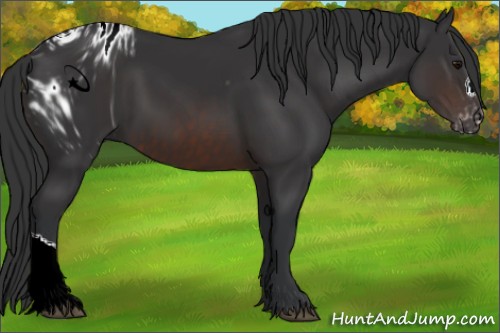 Horse Color:ERROR: UNKNOWN ANOMALY