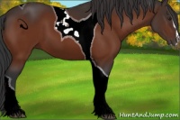Horse Color:Brown Sabino Tobiano