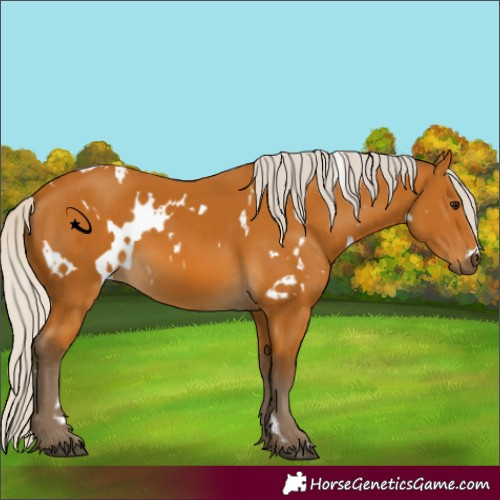 Horse Color:White Spotted Silver Buckskin 