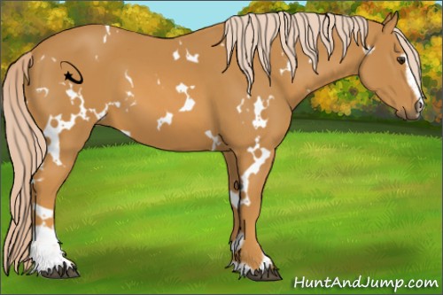 Horse Color:White Spotted Palomino Sabino 