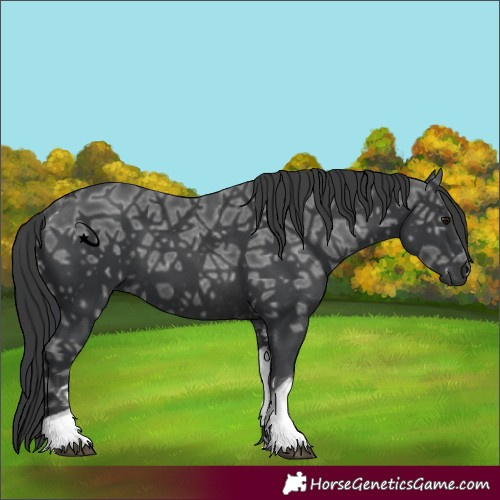 Horse Color:Black Ice Tobiano