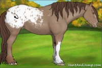 Horse Color:Classic Champagne Appaloosa 