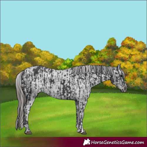 Horse Color:Black  and Black Appaloosa 