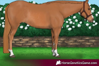 Horse Color:Chestnut Rabicano