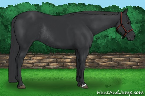 Horse Color:Black Rabicano 
