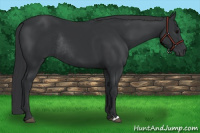 Horse Color:Black Rabicano 