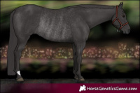 Horse Color:Smoky Black Rabicano 