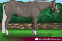 Horse Color:Silver Black Rabicano