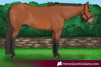 Horse Color:Bay Rabicano 