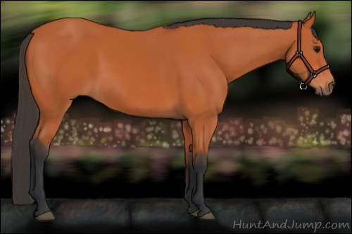 Horse Color:Bay Rabicano 