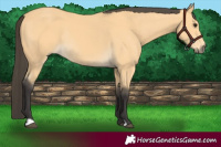 Horse Color:Buckskin Rabicano 