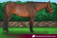 Horse Color:Bay Rabicano 
