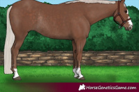 Horse Color:Silver Black Rabicano 