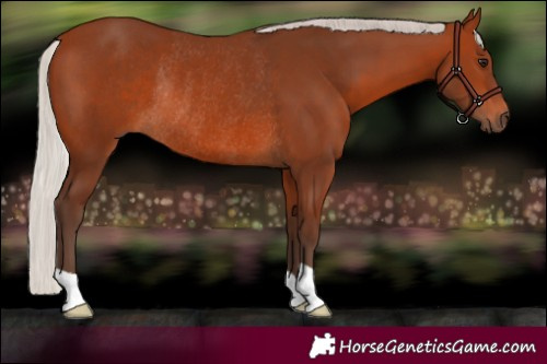 Horse Color:Silver Brown Rabicano 