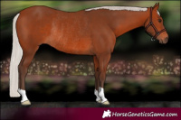 Horse Color:Silver Brown Rabicano 