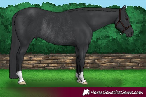 Horse Color:Black Rabicano 