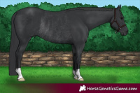 Horse Color:Black Rabicano 