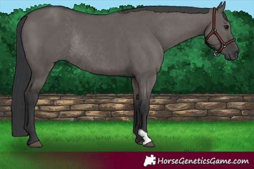 Horse Color:Grullo Rabicano 