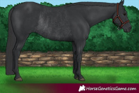 Horse Color:Black Rabicano 