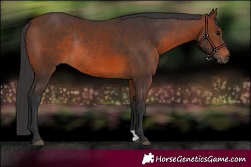 Horse Color:Brown Rabicano 