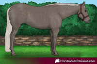 Horse Color:Silver Black Rabicano 