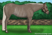 Horse Color:Silver Smoky Black Rabicano