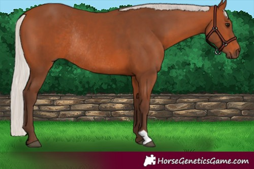 Horse Color:Silver Bay Rabicano 